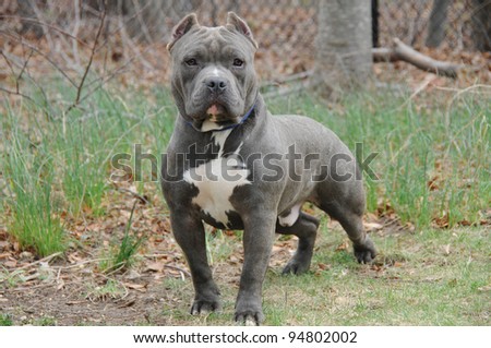 Purebred Canine Blue Nose American Bully Dog standing posing in nature grass area park