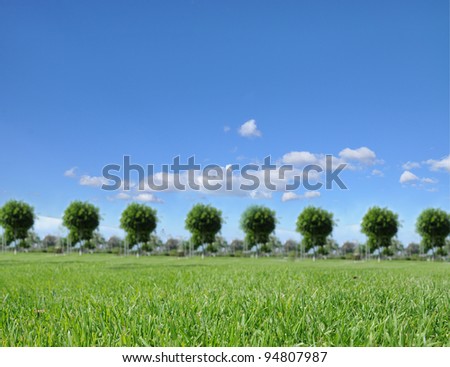 Grass in open under sunny blue sky with trees in the background