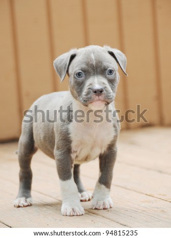 Purebred Canine Blue Nose American Bully Six week old Puppy