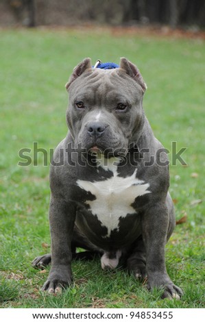 Purebred Canine Blue Nose American Bully Dog Sitting on green park grass