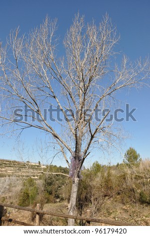 VALENCIA, SPAIN - FEB 18: Rafa Abdon tree art in the \