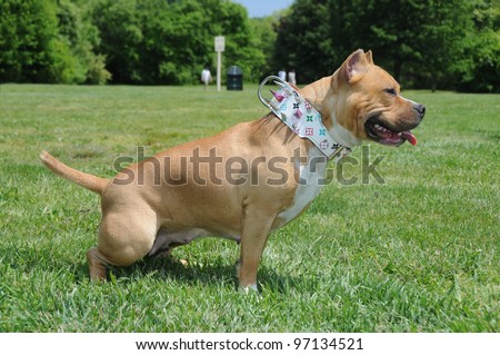 Side Profile of Sitting Purebred Female Fawn Canine American Bully Dog Pet on outdoor park grass mouth open tongue showing sunny day