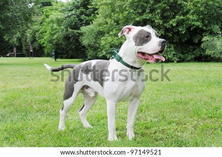 Purebred Canine Cow Patch Blue Nose American Bully Dog standing in green grass lawn yard
