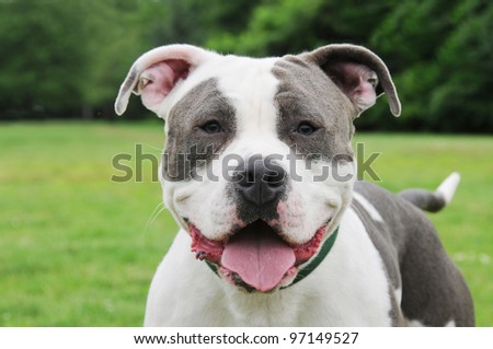 Happy Purebred Cow Patch Blue Nose Canine American Bully 9 month old Dog close up head shot