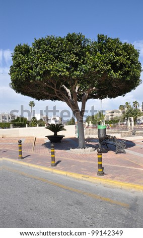 Trimmed Ficus Tree on Mediterranean Street in Rojales Spain customary design for this region