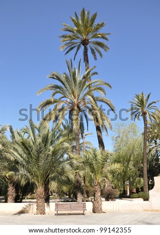 Bench below Palm Trees in Park Jaume 1 Park Elche Spain Europe
