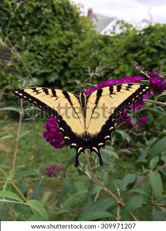 Eastern Tiger Swallowtail (Papilio glaucus) butterfly on Buddleia davidii butterfly bush flower