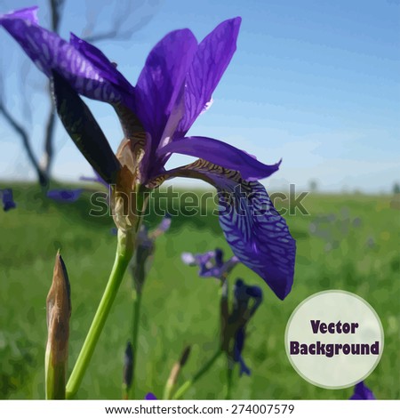 Vector background with flower. Purple iris in the field.