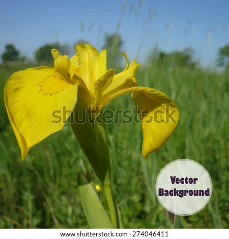 Vector background with flower. Yellow iris in the field.