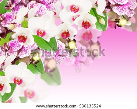 Beautiful floral background of white and purple orchids
