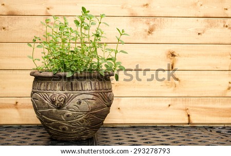 Oregano Plant in Decorative Clay Pot