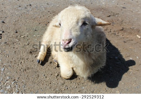 A little lamb on a farm not far from Yekaterinburg city, Russia