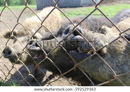 Three pigs in a cage