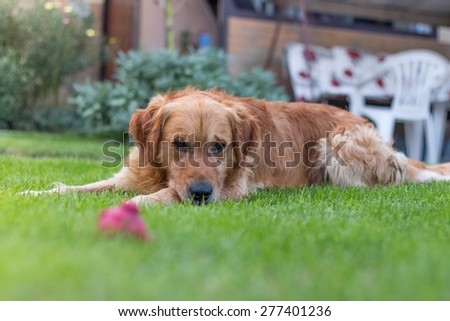 Tired golden retriever lying on the grass after long play with favorite toy