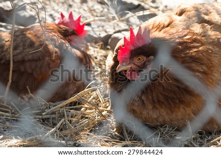Lying hens behind a fence in outdoor run