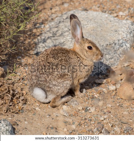 Desert Cottontail (Sylvilagus audubonii) Rabbit on the alert