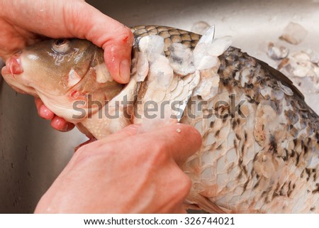 Gutting of freshly caught fish carp, washing sink, cleaning scales