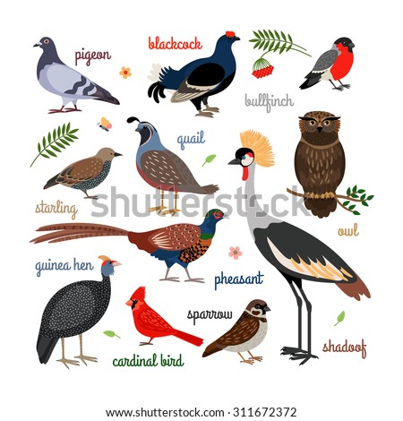 Vector bird icons. Colorful realistic birds. Owl and pheasant, bullfinch and crane
