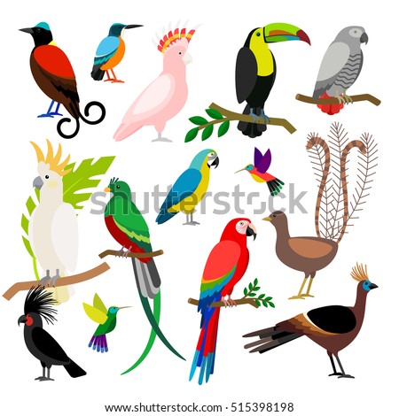 Exotic tropical birds isolated on white background. Bird art vector elements