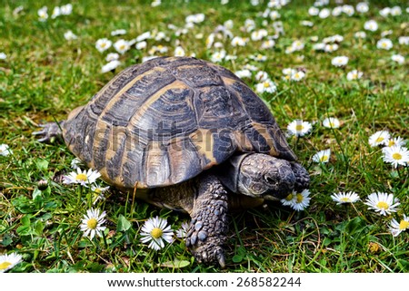 Old turtle on a blooming meadow