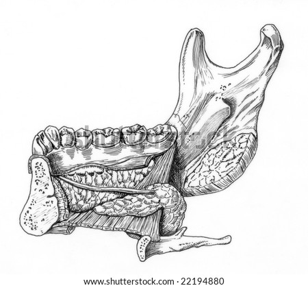 human jaw anatomy