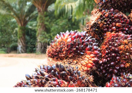 Palm oil seed