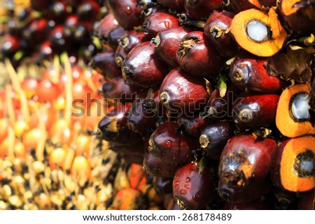 Close up of Palm Oil fruits on the plantation floor.