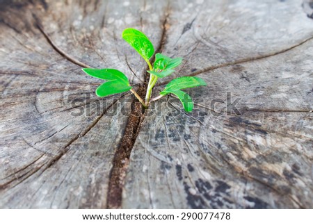 Sprout growth on the old wood as a concept of support building a future, New development and renewal as a business concept of emerging leadership success