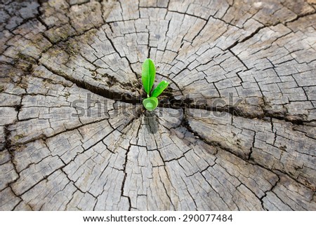 a strong seedling growing in the center trunk tree as a Concept of support building a future