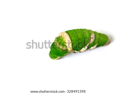 Worm green isolated on white background.