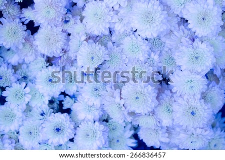 Blue Chrysanthemum background