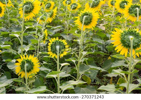 back of the sunflower