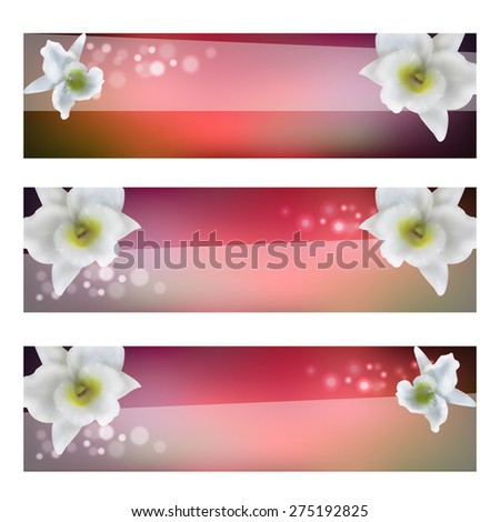 flower purple header with white blossom orchid