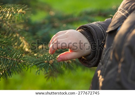 Children\'s hand reaches for the fir branch