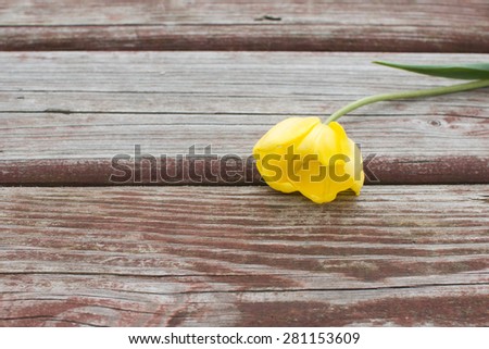 Torn yellow tulip lying on a shabby wood plank.  brown wood texture background