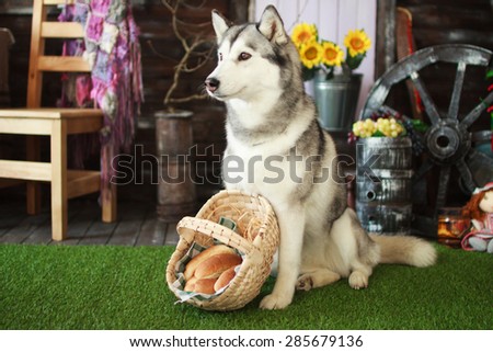Husky dog with a basket of cakes