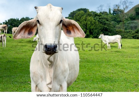 Zebu cow cattle in a farm in the Costa Rica Countryside.