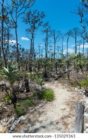 View of nature trail in the National Key Deer Refuge, in the Florida Keys