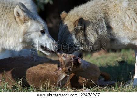 Gray Wolves starting to eat a recently hunted deer.
