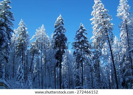 Winter wonder land in Idaho