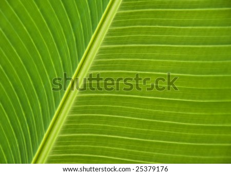 Closeup of a banana tree leaf.
