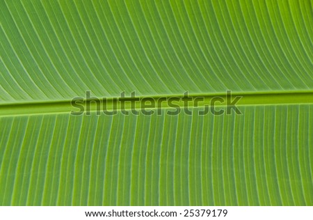 Closeup on a banana tree leaf. With a shallow depth of field.