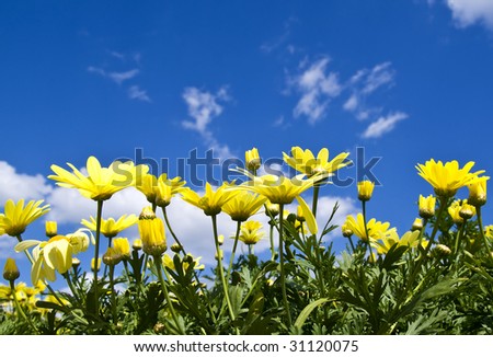 Yellow+daisies+flowers