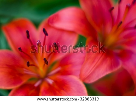 Close up of lily flowers. Selective focus and paint-like bokeh.