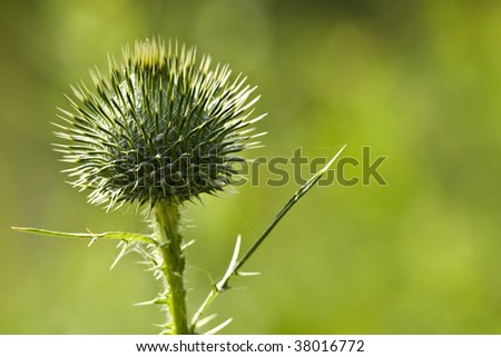 A nice Scotch Thistle with shallow depth of field