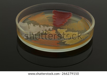 Six bacterial cultures on a petri plate on a dark mirror background