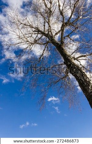tree, Sky, Blue Sky, clouds, tree branches, Spring, landscape, nature