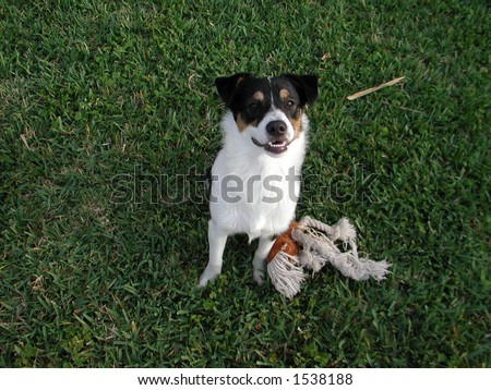 Australian Collie Dog