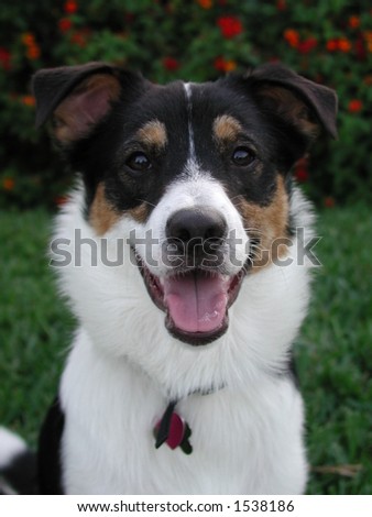 Australian Shepherd Collie Mix Australian Shepherd Collie Mix