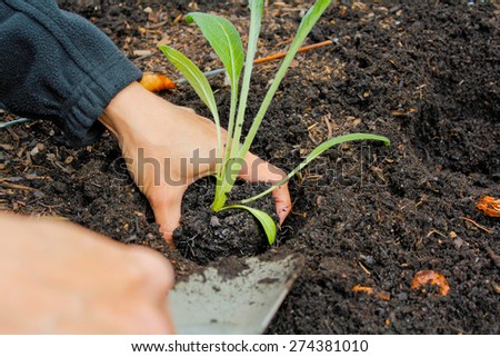 Woman gardening, and planting squash in the raised bed